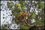 fruit and flower